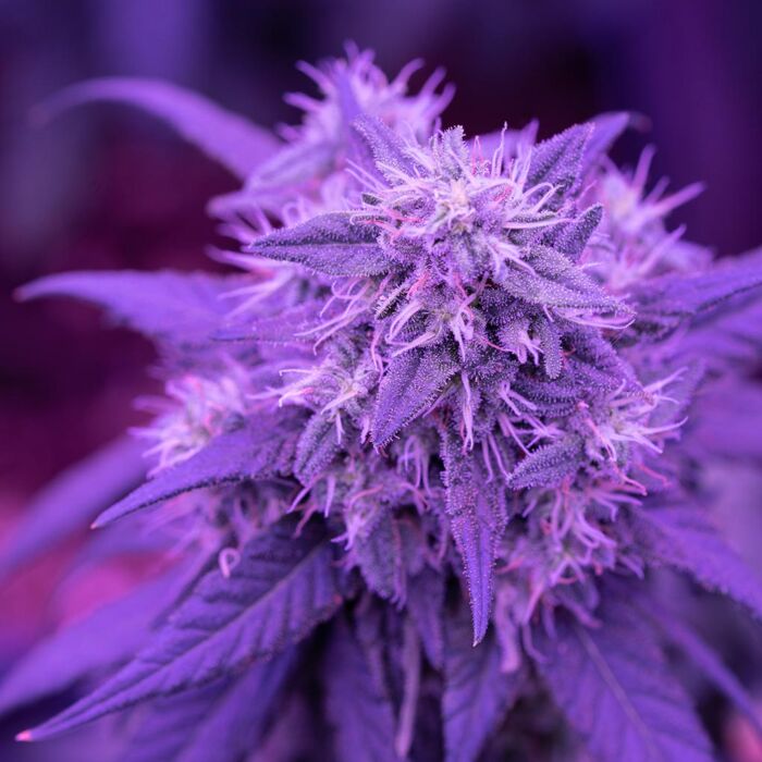 Cannabis Bud Under Purple Grow Light