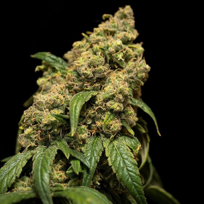 Cannabis Ready to Harvest